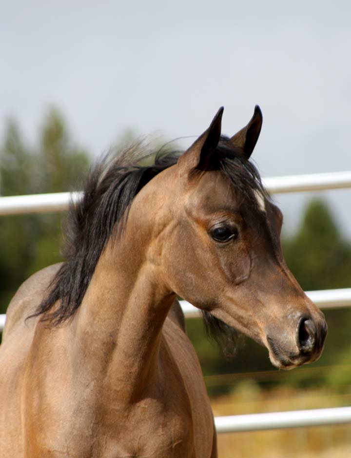 Grey colt by Marajj