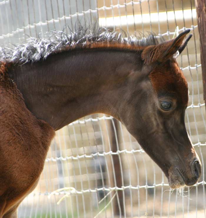 Arabian colt sired by Marajj