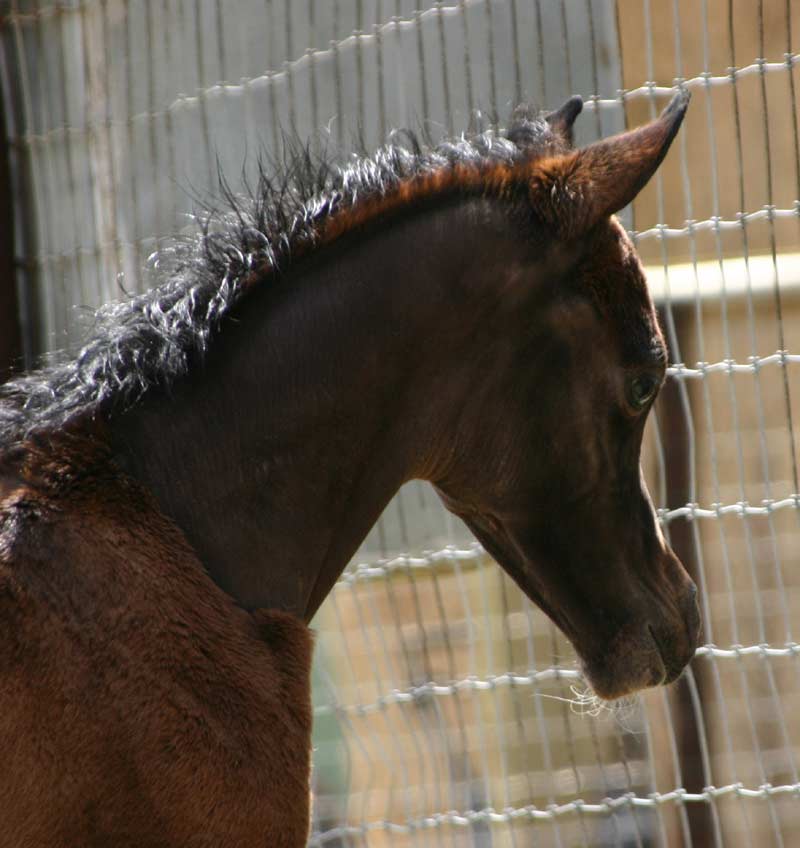 Arabian colt sired by Marajj