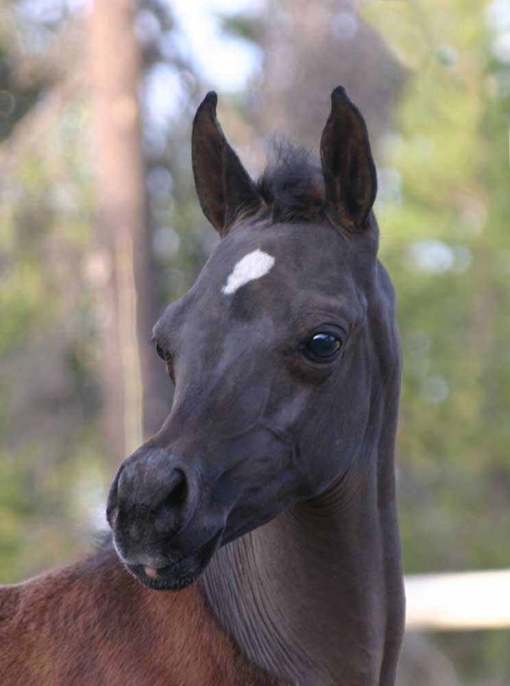 Bay colt by Marajj