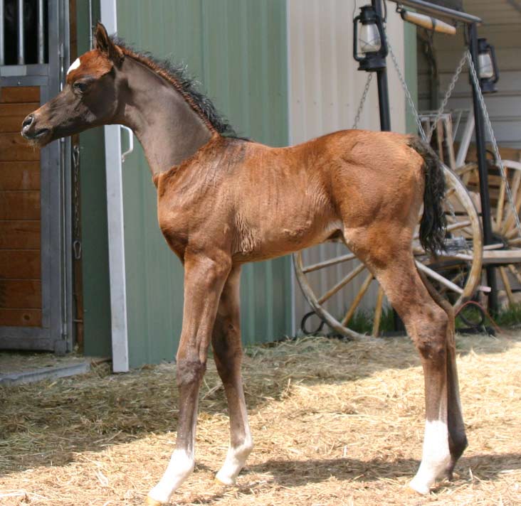 Arabian colt sired by Marajj