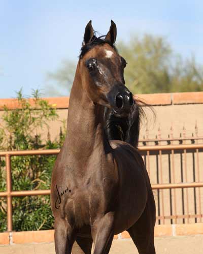 Marajj colt out of Bint Sacarina