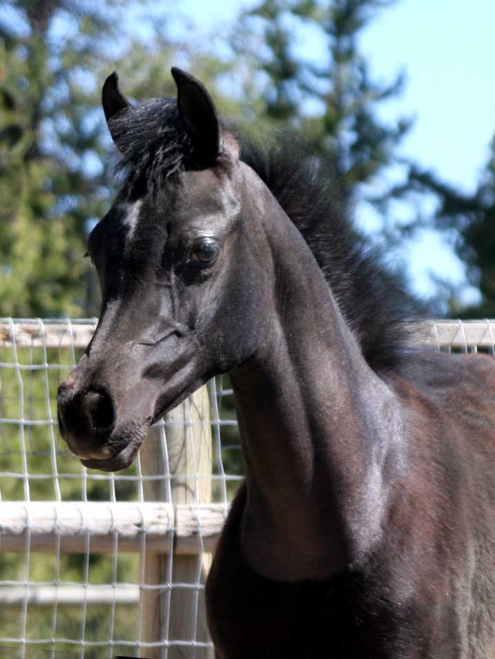 Colt by Om El Exquisit out of Trevs Illusion