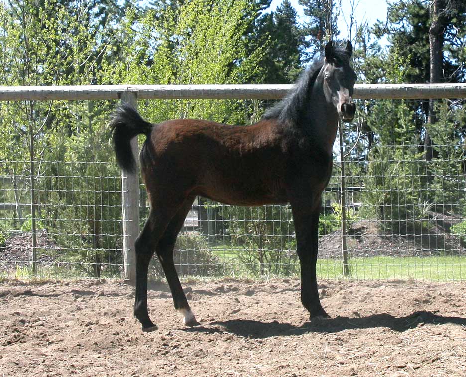 Grey Arabian colt by Om El Exquisit