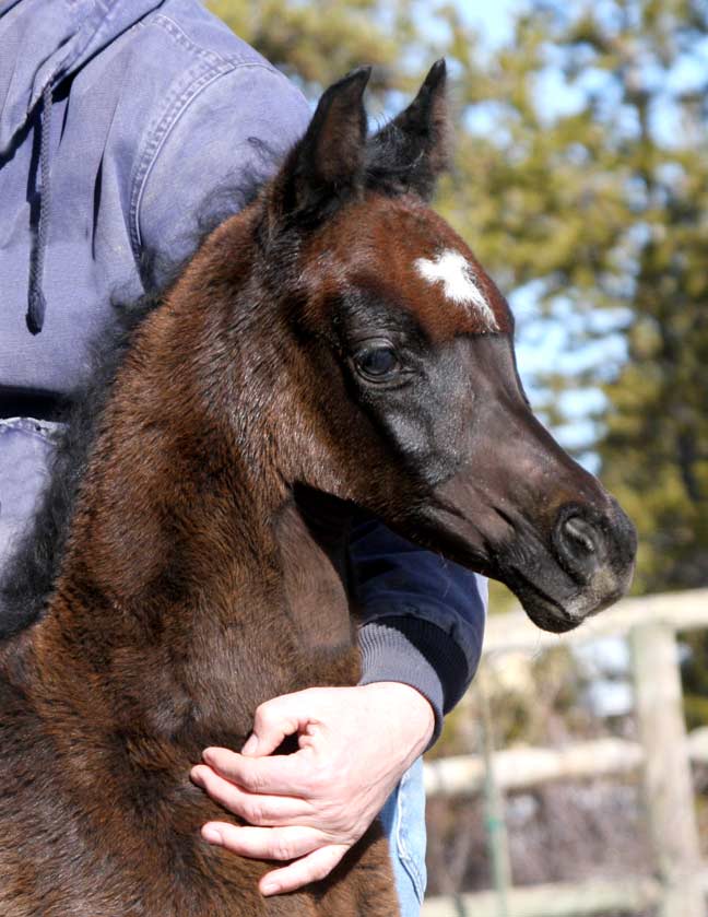 2010 colt by Om El Exquisit