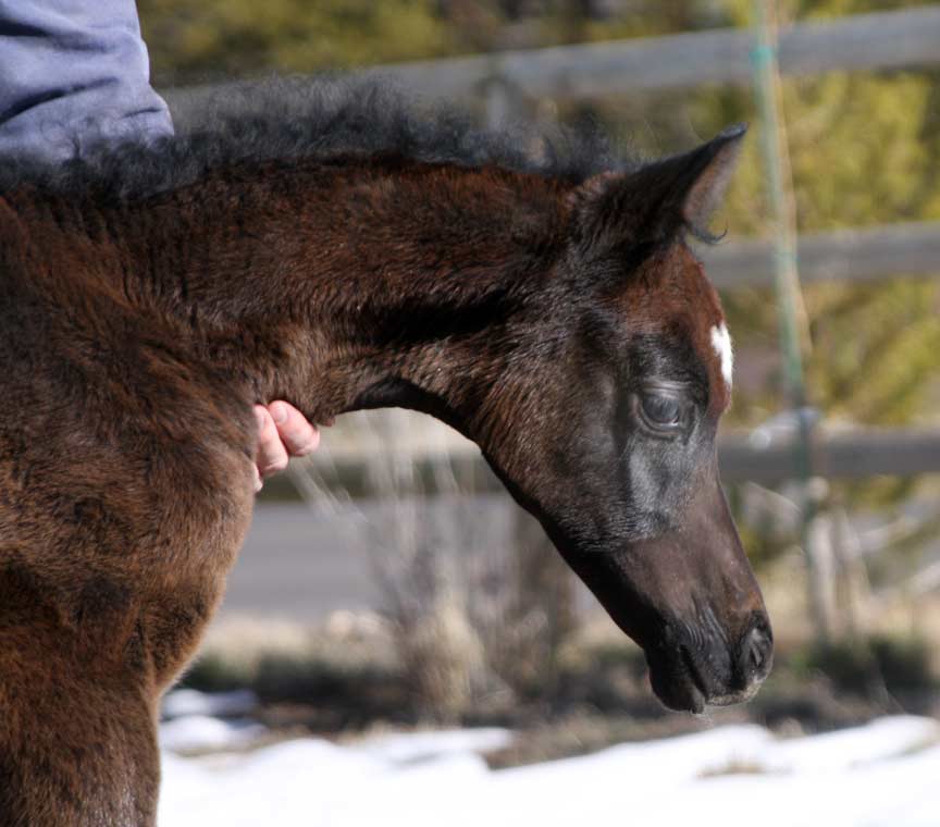 2010 colt by Om El Exquisit