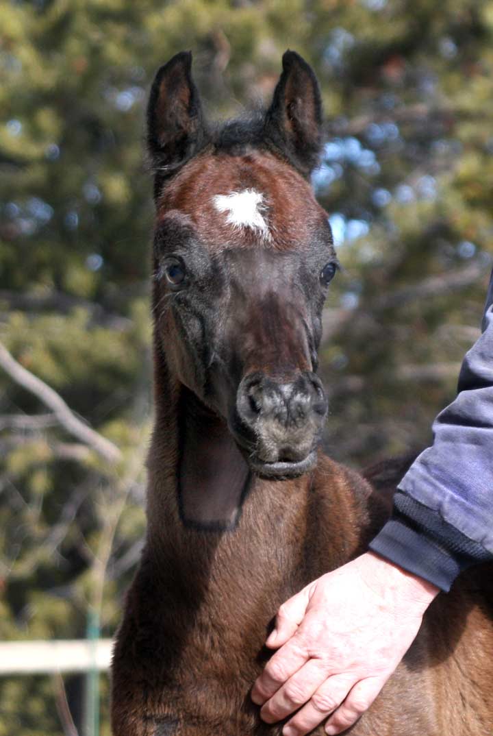 2010 colt by Om El Exquisit