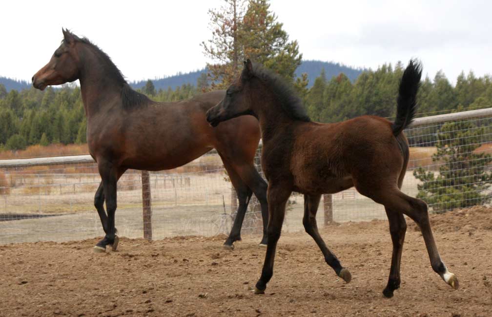 Trervs illusion and OmEl Exquisit colt