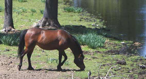 Bay mare by pfc Trevallon