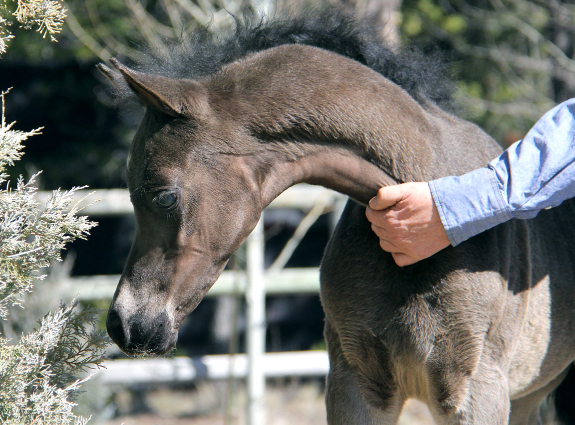 homozygous black colt by Ferric BP