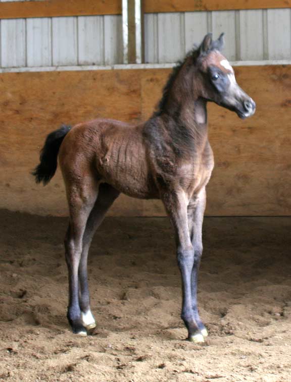 2010 colt by Om El Exquisit