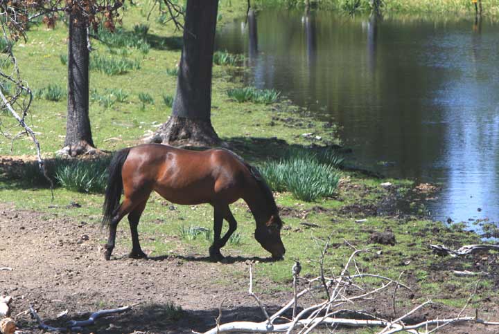 Beautiful Bay mare by pfc Trevallon