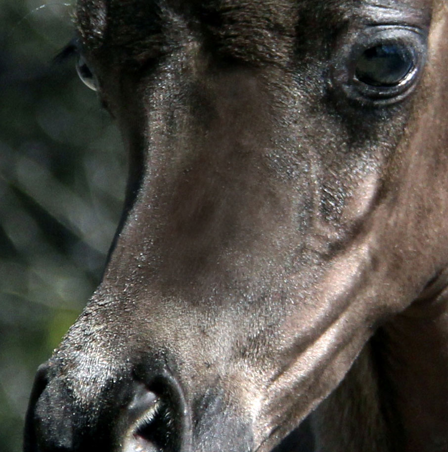 homozygous black colt by Ferric BP