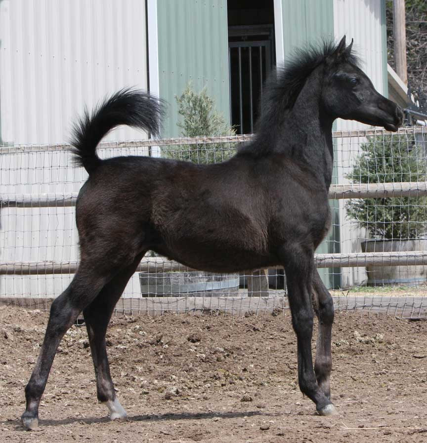 Gray colt by Om El Exquisit