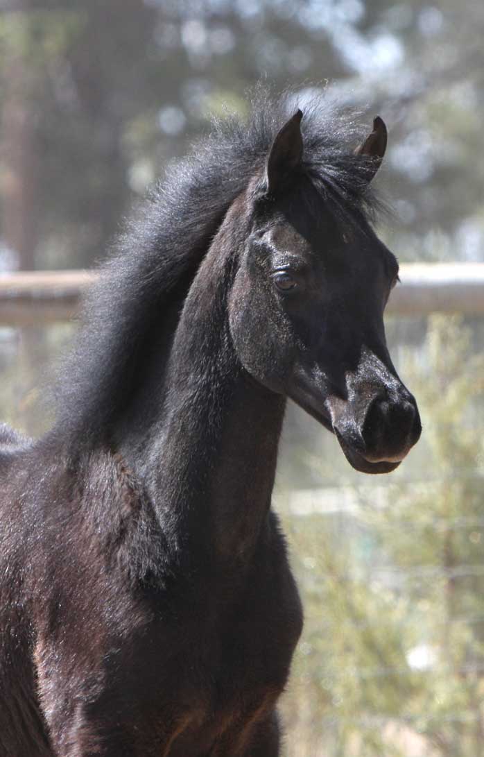 Gray colt by Om El Exquisit