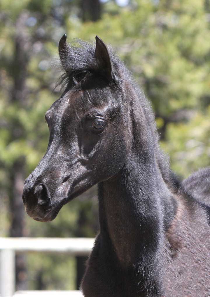 Gray colt by Om El Exquisit