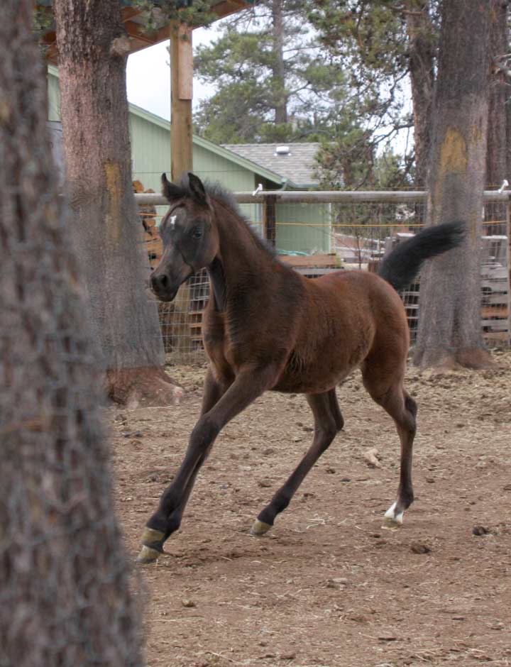 Colt by Om El Exquisit