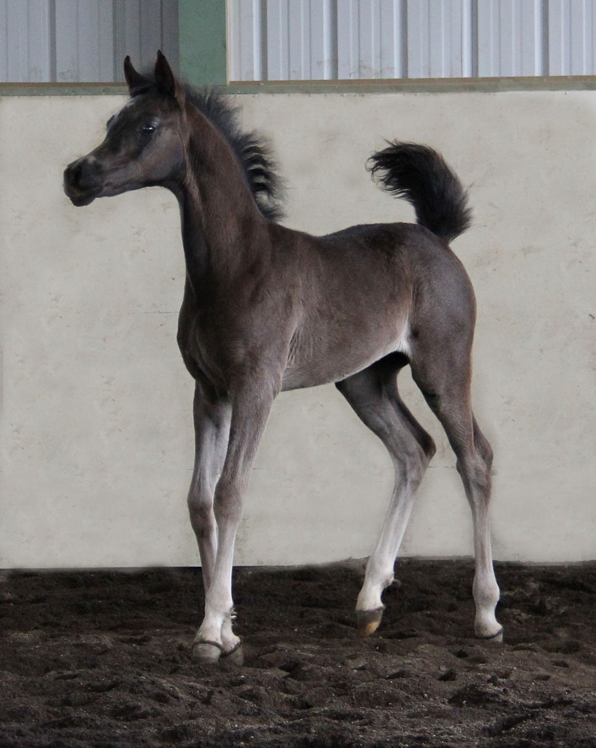 Homozygous black colt by Ferric BP