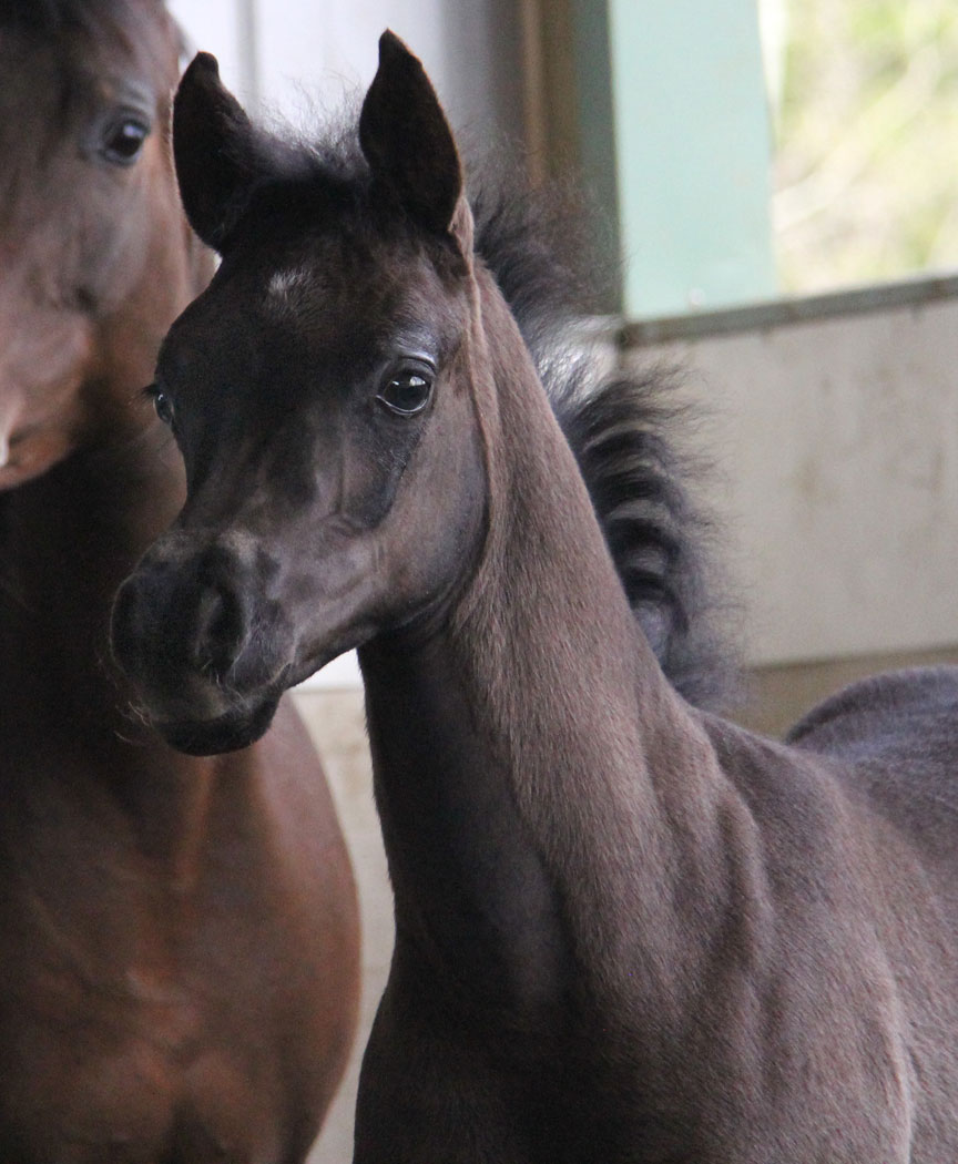 Homozygous black colt by Ferric BP