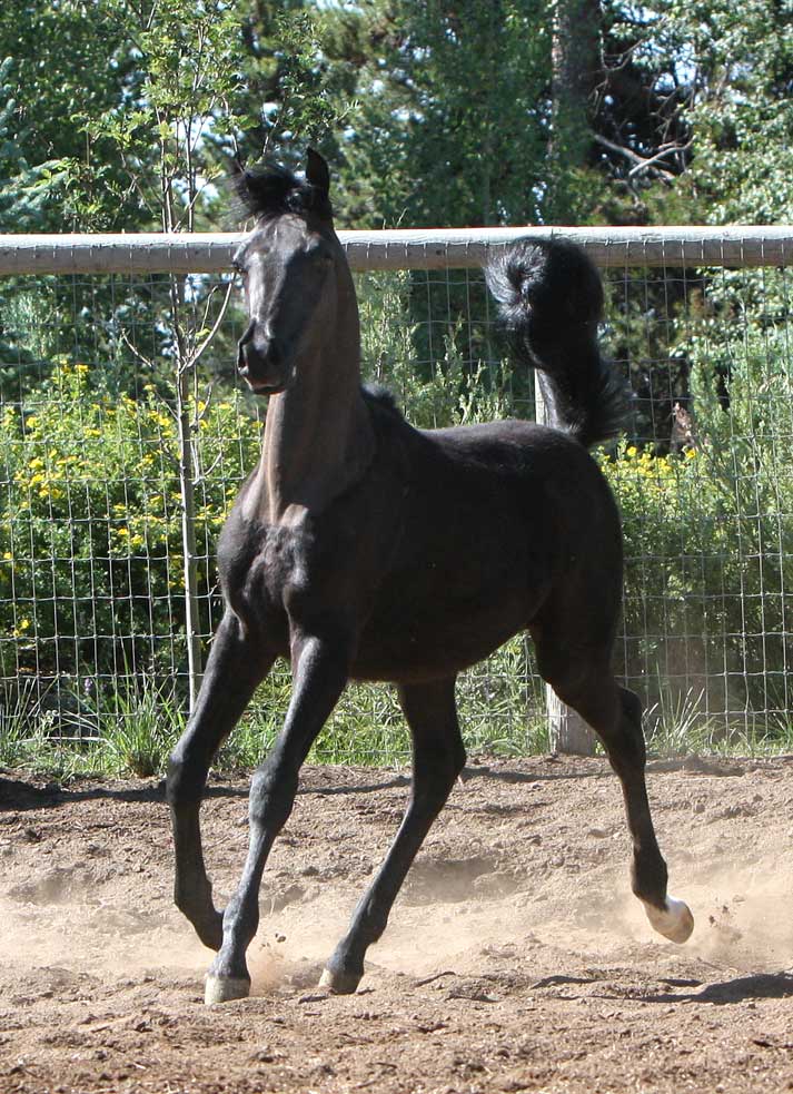 Beautiful gray 2011 colt by Om El Exquisit