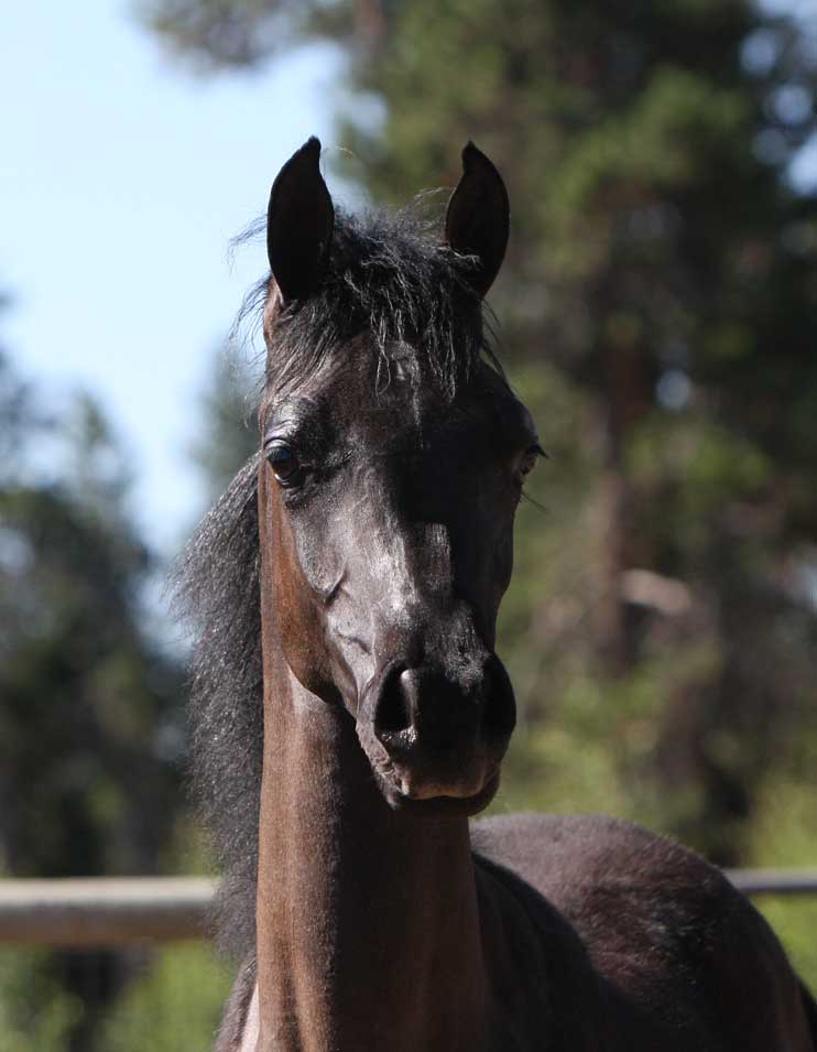 Beautiful gray 2011 colt by Om El Exquisit