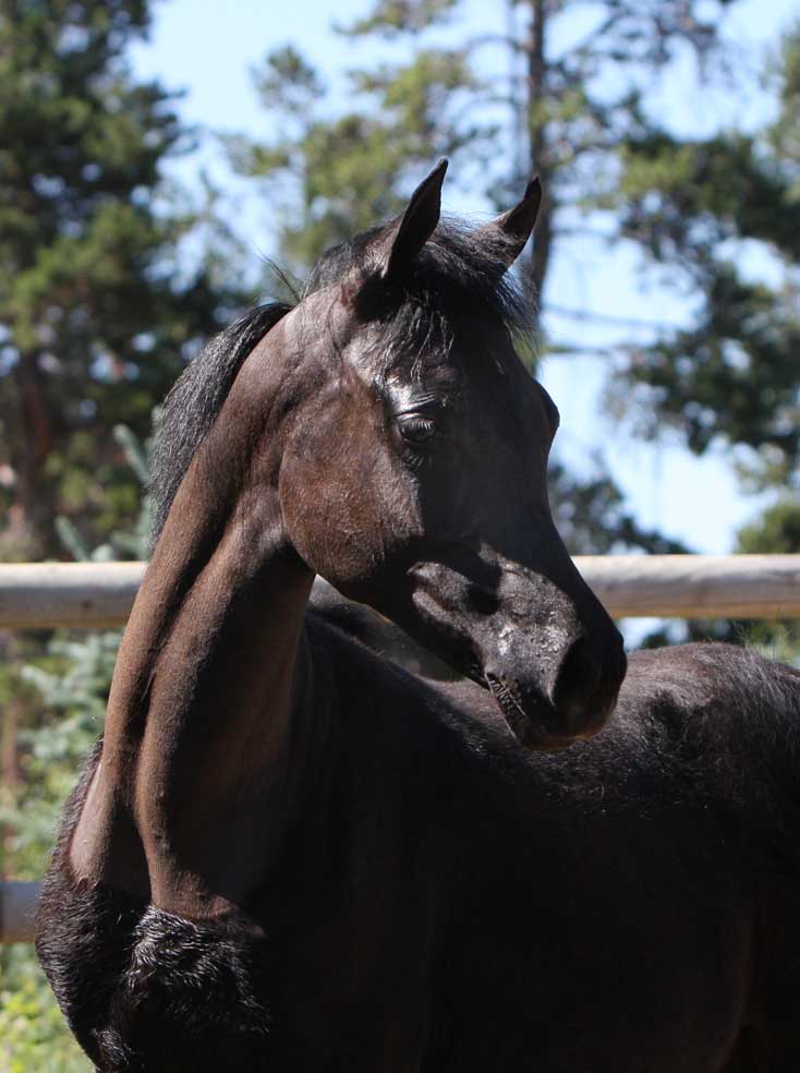 Beautiful gray 2011 colt by Om El Exquisit