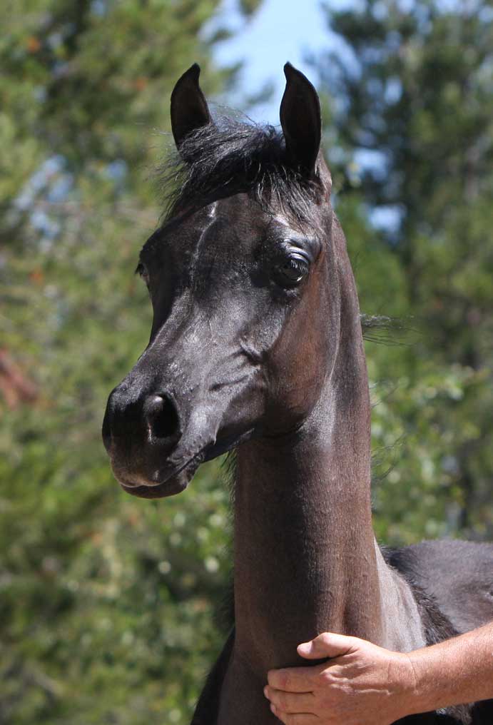 Beautiful gray 2011 colt by Om El Exquisit