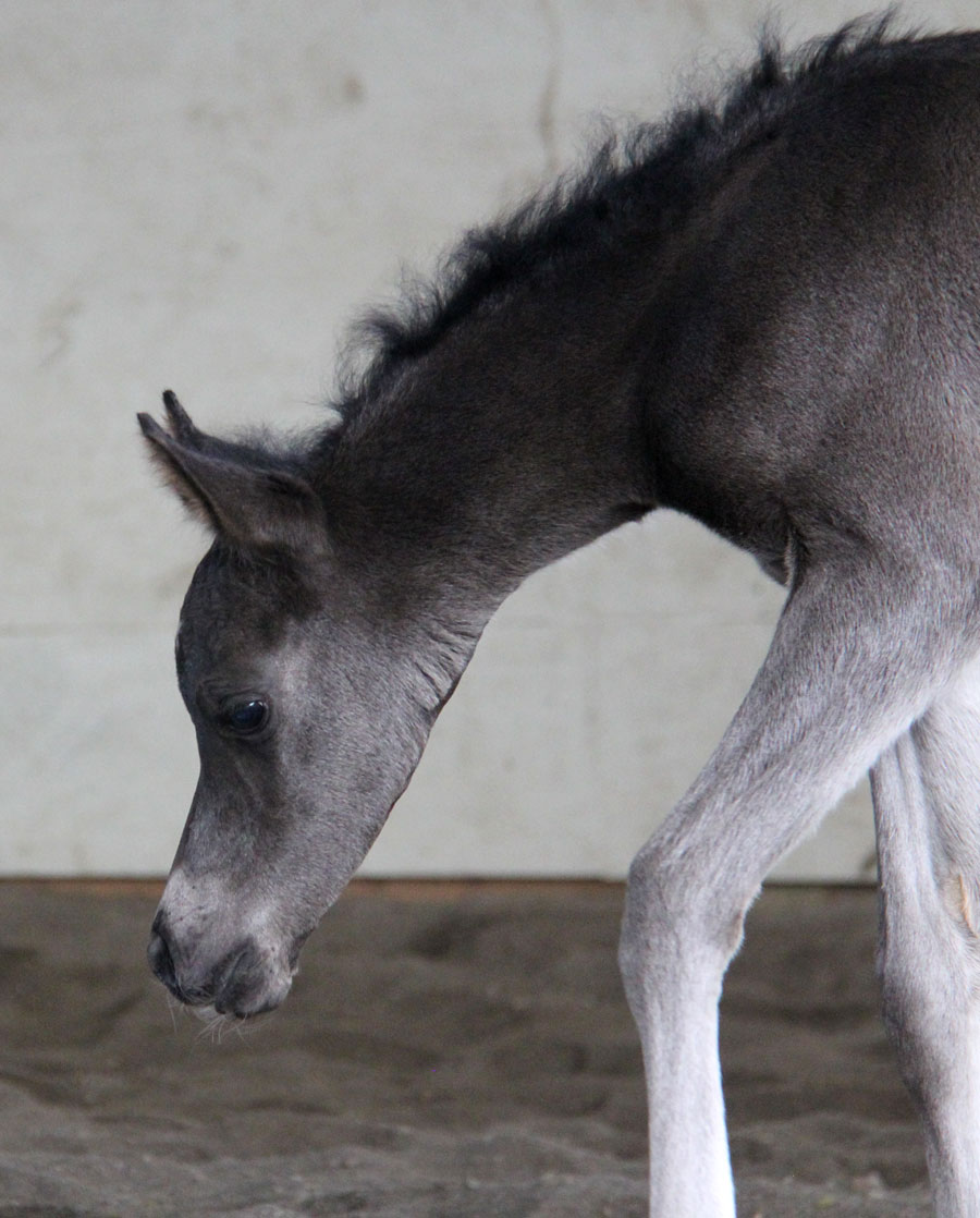 Homozygous black colt by Ferric BP