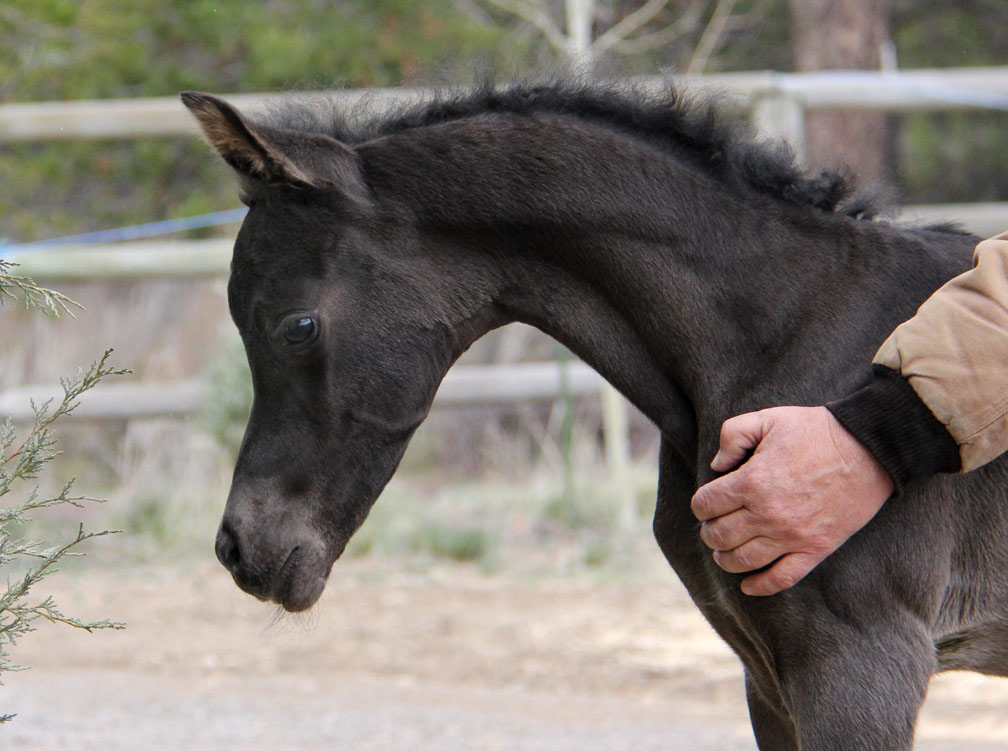 Homozygous black Arabian filly by Ferric BP