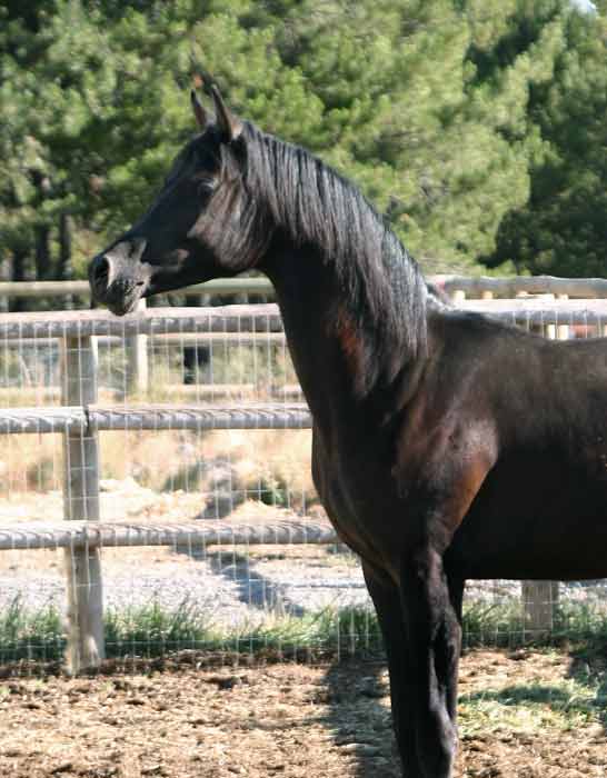 Black Arabian gelding