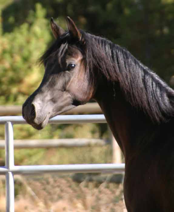 Black Arabian gelding