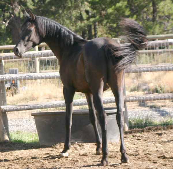 Black Arabian gelding