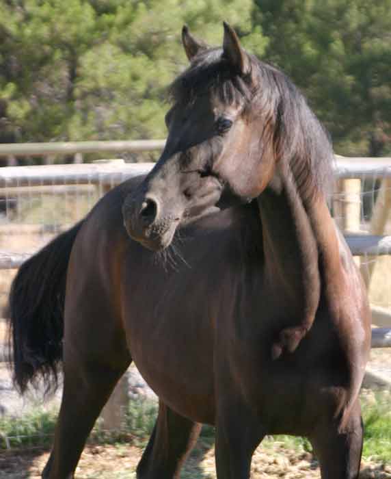 Black Arabian gelding