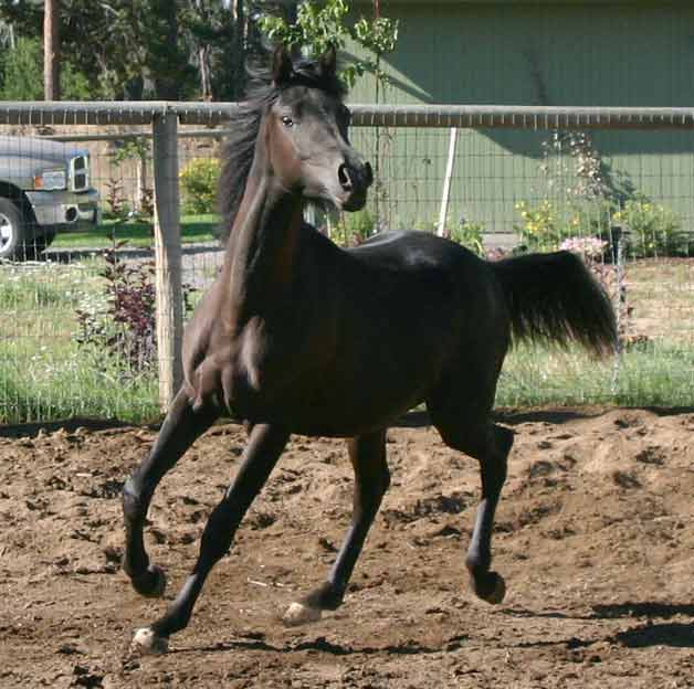 Black Arabian gelding