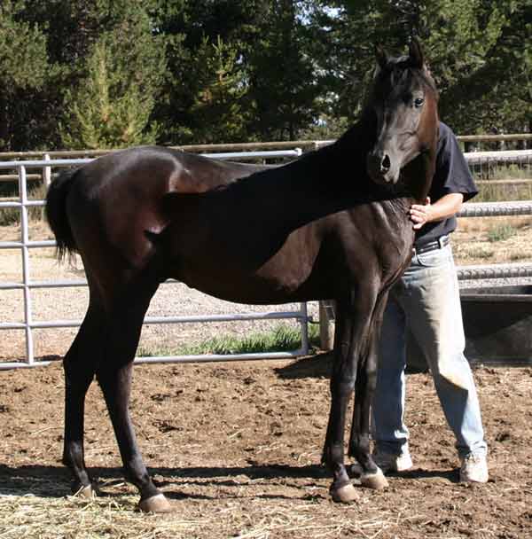 Black Arabian gelding