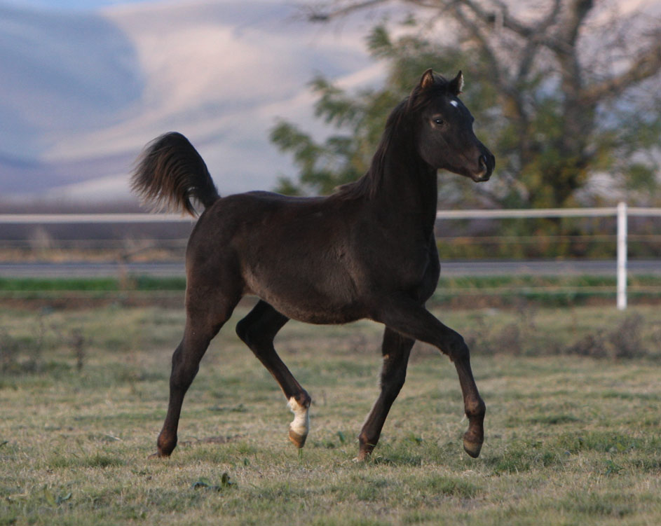 Exotic black colt by Triton BP