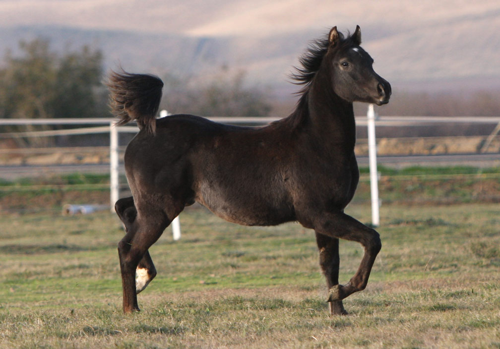 Exotic black colt by Triton BP