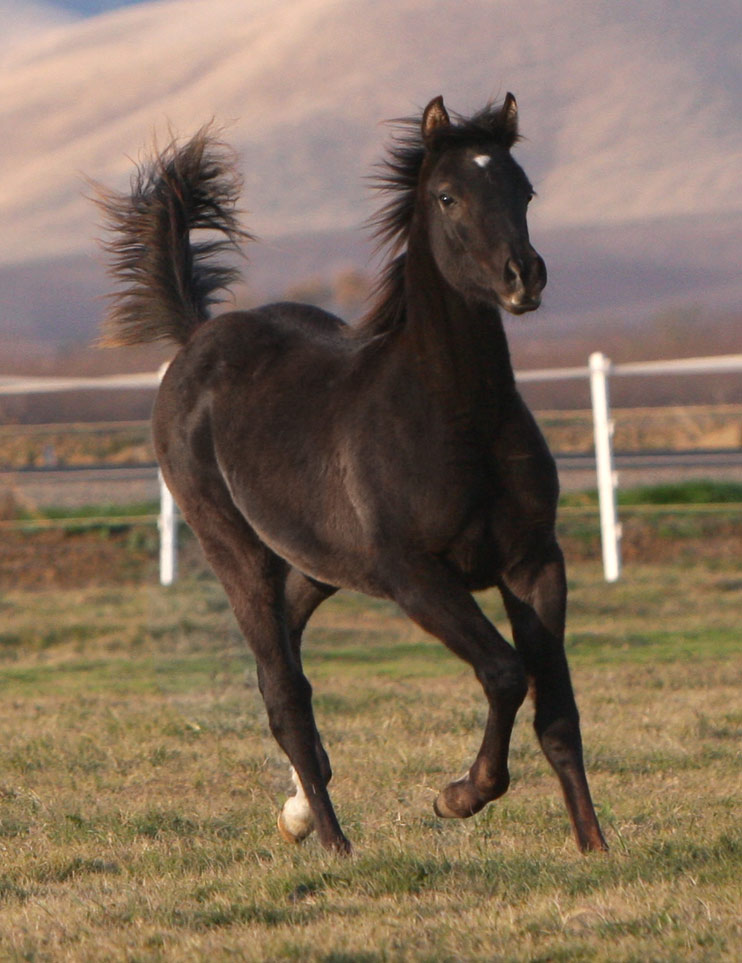 Exotic black colt by Triton BP