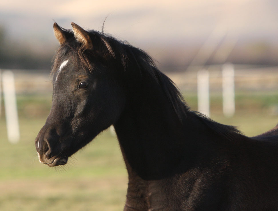 Exotic black colt by Triton BP