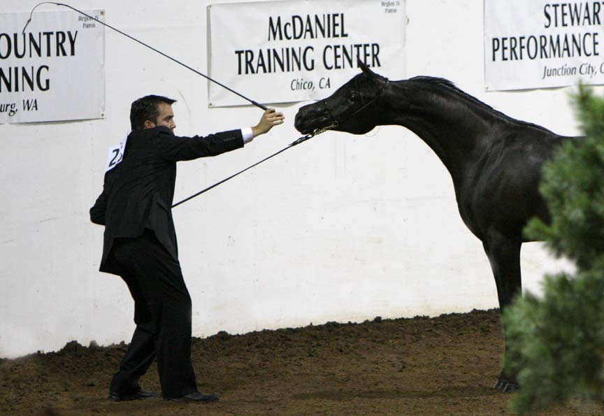 Black Arabian filly by Ames Charisma