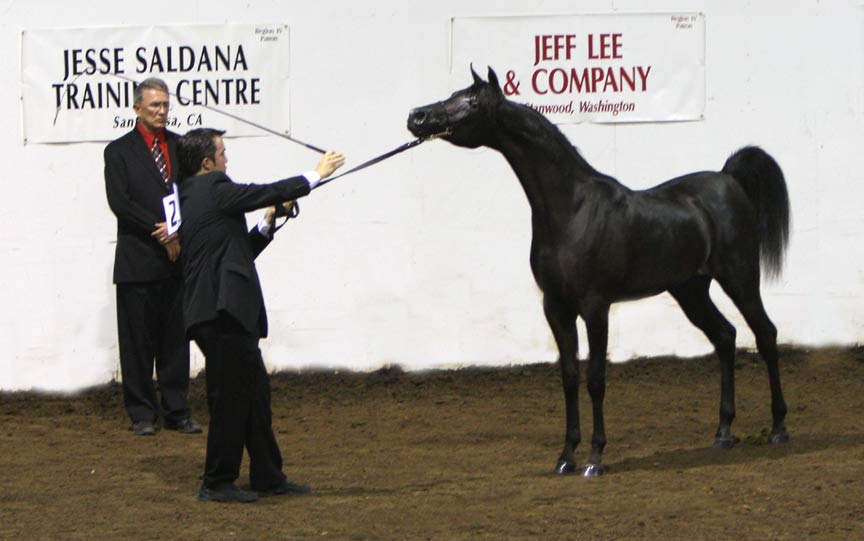 Black Arabian filly by Ames Charisma