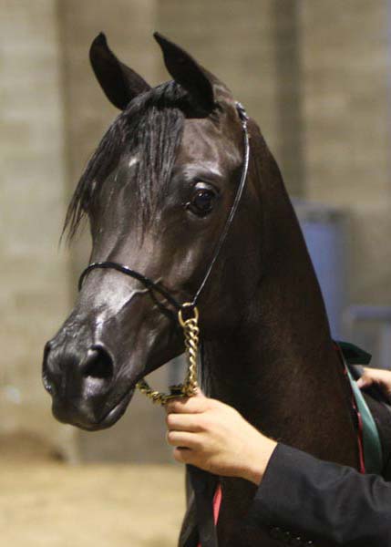 Black Ames Charisma daughter