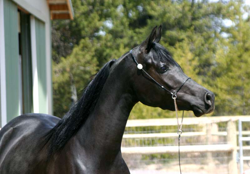 Black Arabian mare by pfc Trevallon