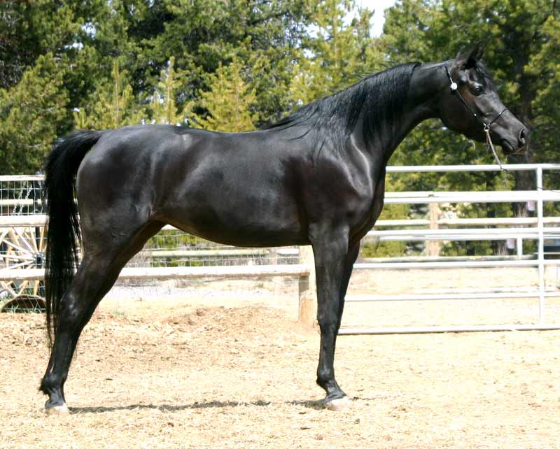 Black Arabian mare by pfc Trevallon