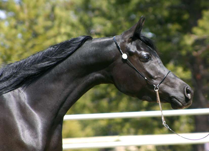 Black Arabian mare by pfc Trevallon