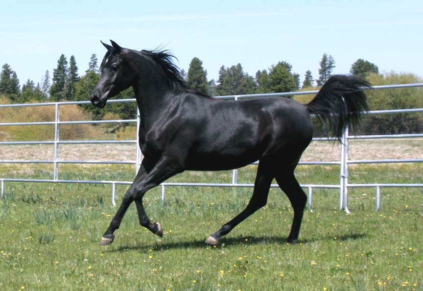 Black Arabian mare by Ames Charisma
