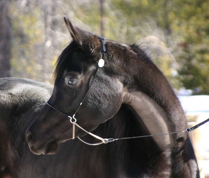 Black Arabian mare by pfc Trevallon