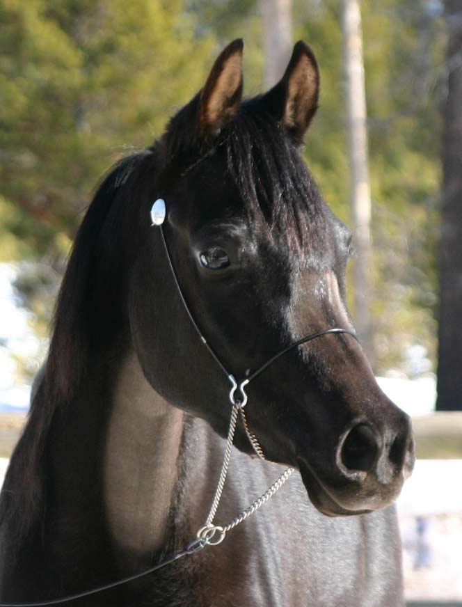 Black Arabian mare by pfc Trevallon