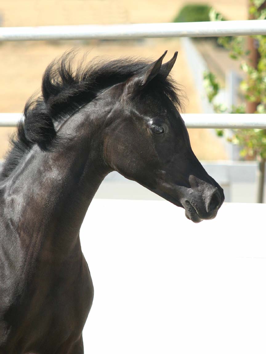 Black Arabian Filly from Birch Park Black Arabians