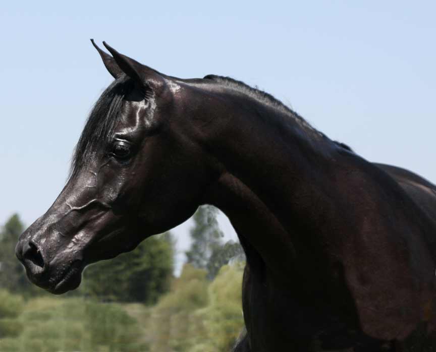 Black daughter of Ames Charisma